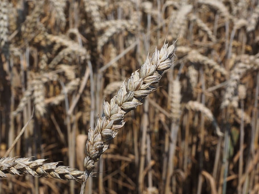 wheat, spike, cereals, grain, field, wheat field, cornfield, HD wallpaper