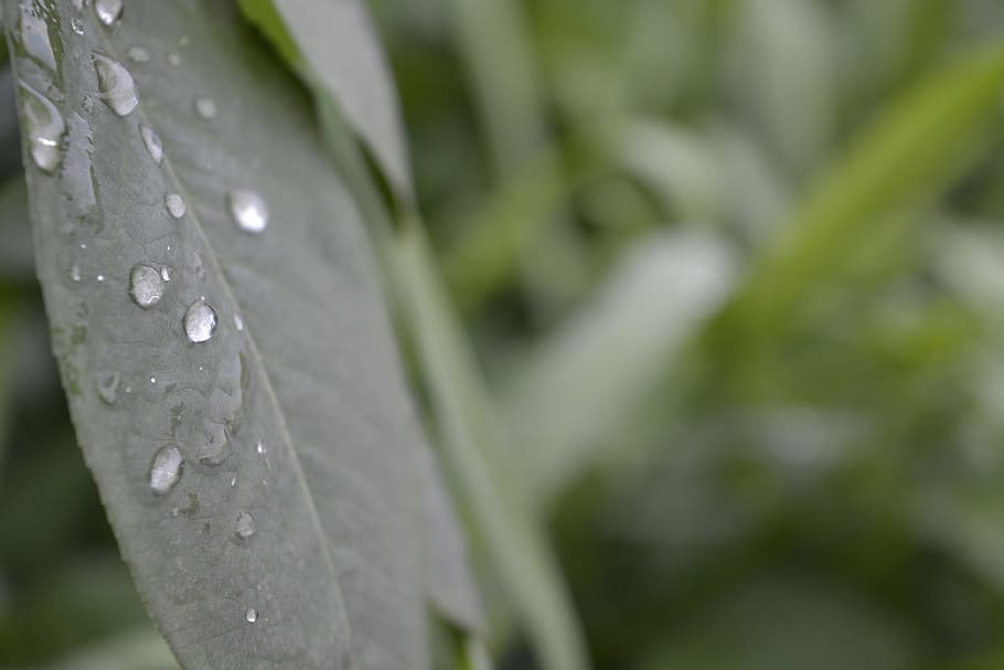 leaf, water, dew, drop, rain, closeup, macro, wet, plant, close-up HD wallpaper