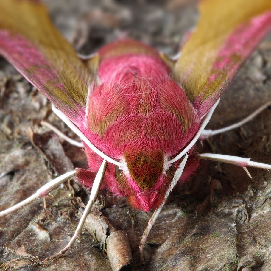 moth, macro, lepidoptera, british, nature, insect, close up HD wallpaper