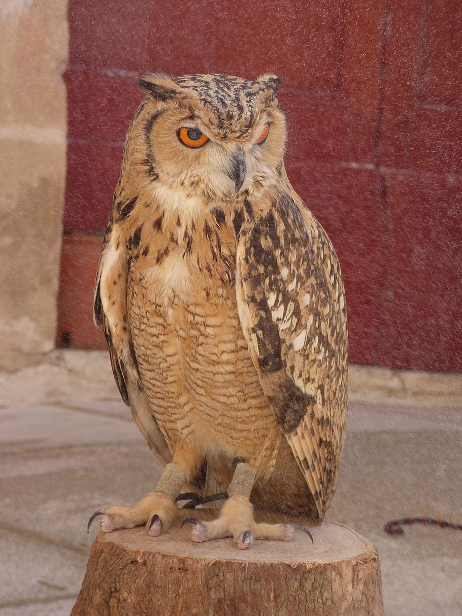 owl, eagle, bird, prey, wildlife, hunter, falconry, eurasian HD wallpaper