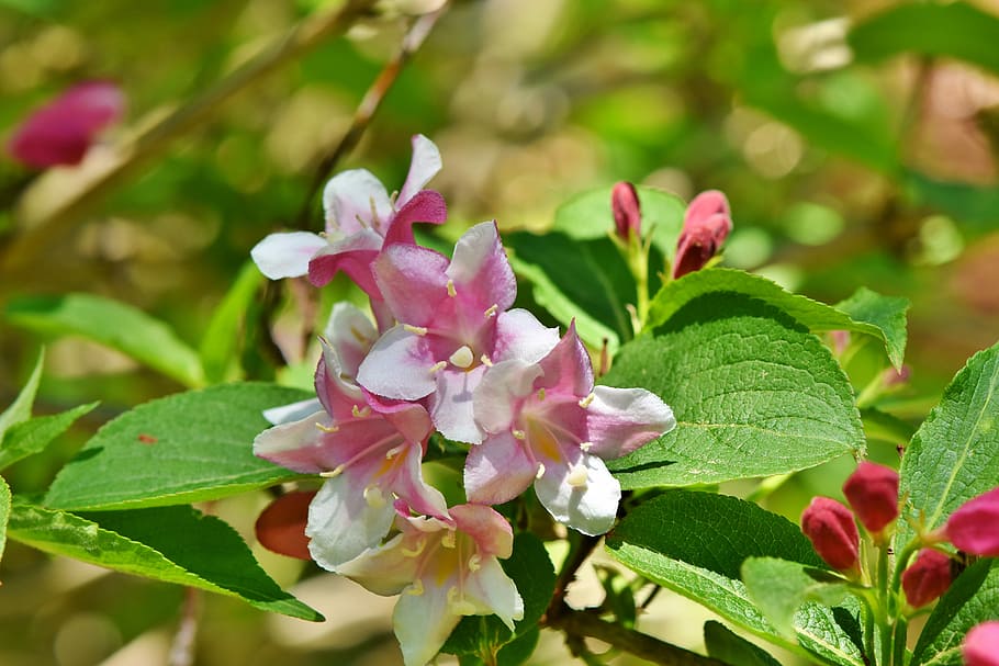 Image of Mock orange pink flowering shrub