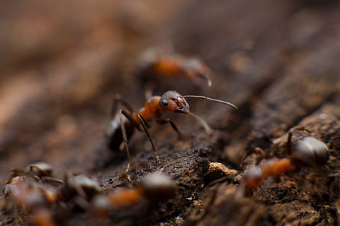 colony of fire ant, selective focus photo of red and black ant HD wallpaper