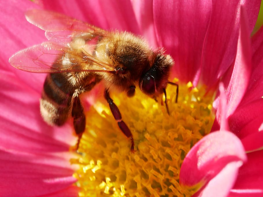 bee, forage, insect, pollen, nectar, pink, yellow, flowering plant HD wallpaper