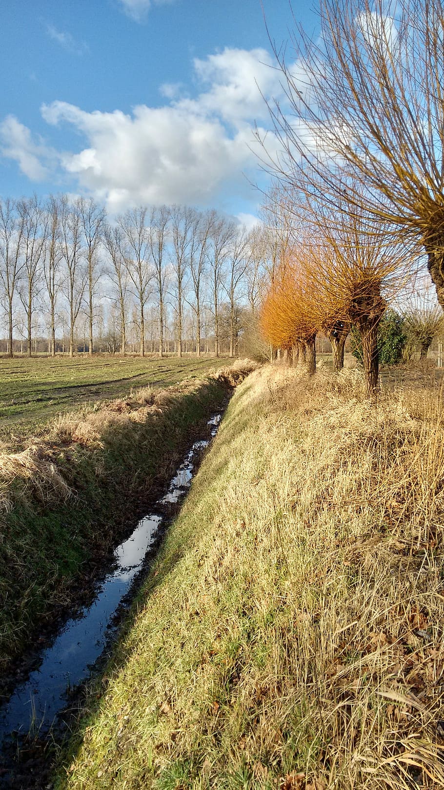Ditch, Clouds, Willow, field, cloud - sky, landscape, rural scene HD wallpaper