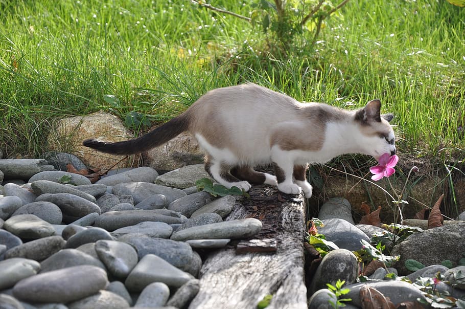 short-coated brown and white cat, Kitten, Flower, Pet, Cute, Feline, HD wallpaper