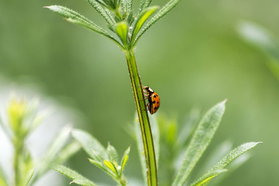ladybird, ladybug, beetle, nature, insect, garden, red, macro, HD wallpaper