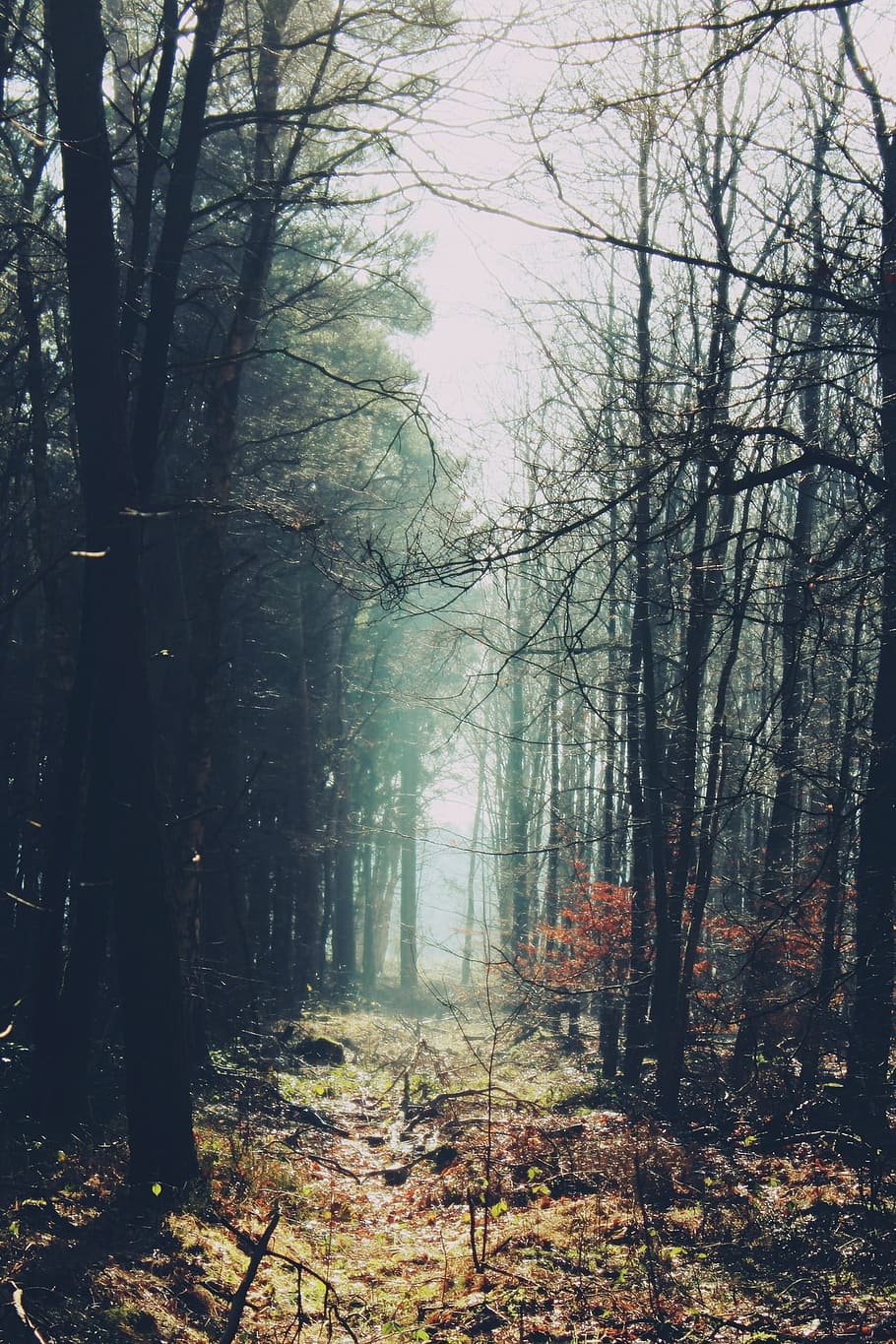 photography of forest during daytime, trees, nature, landscape HD wallpaper