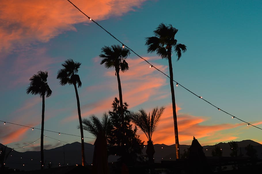 palmsprings, palmtrees, sunset, dusk, pinkclouds, silhouette HD wallpaper