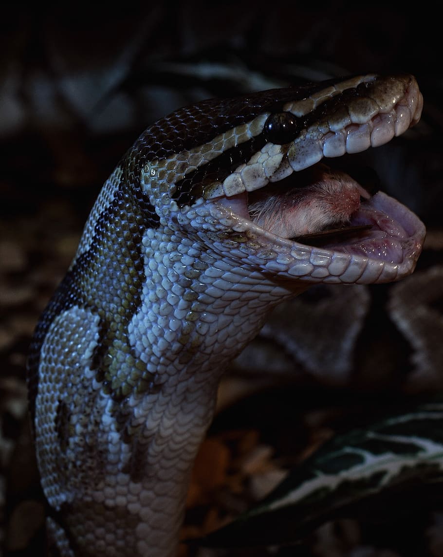 snake, prey, close, ball python, python regius, isolated, reptile