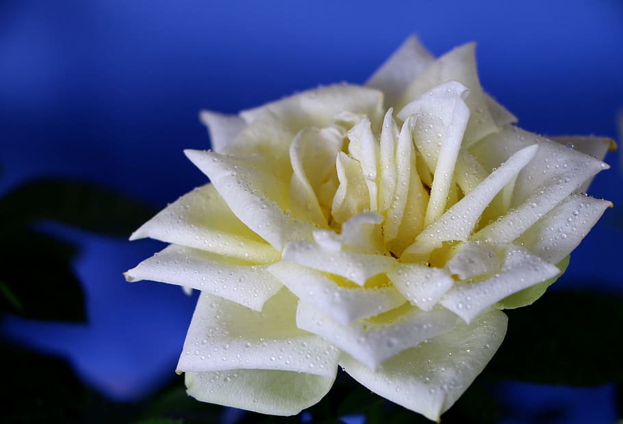 white flower in tilt shift lens photography, blossom, bloom HD wallpaper
