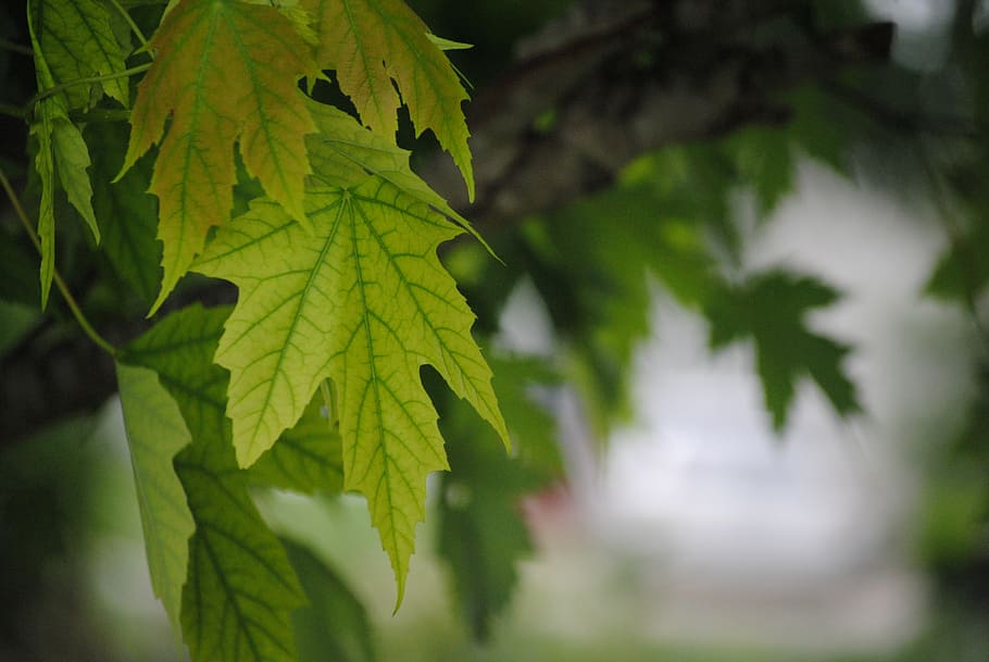 leaves, green, tree, nature, leaf, summer, spring, plant, environment HD wallpaper