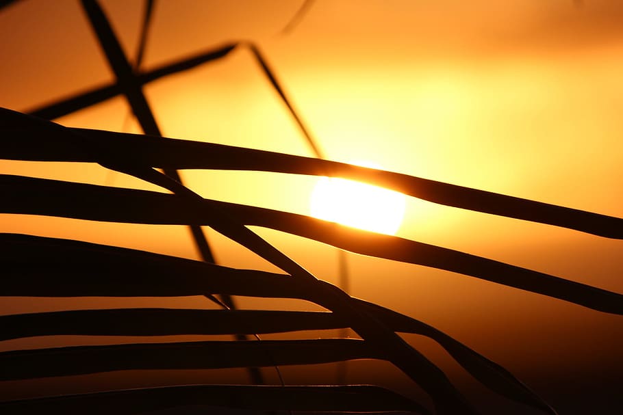 cape verde, sunset, palm tree, silhouette, orange color, sky HD wallpaper