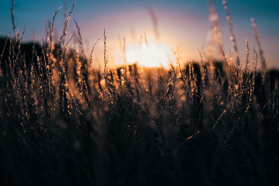 shallow depth of field photography of grass with sun, selective focus of grain leaf at golden hour time HD wallpaper
