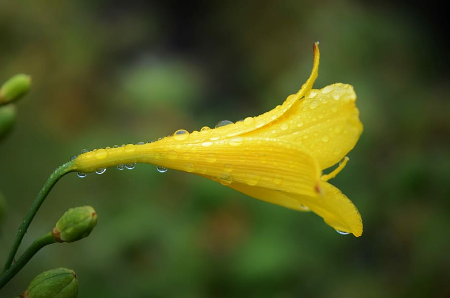 Yellow, Flower, Water, Drop, Nature, Wet, macro, rain, garden HD wallpaper