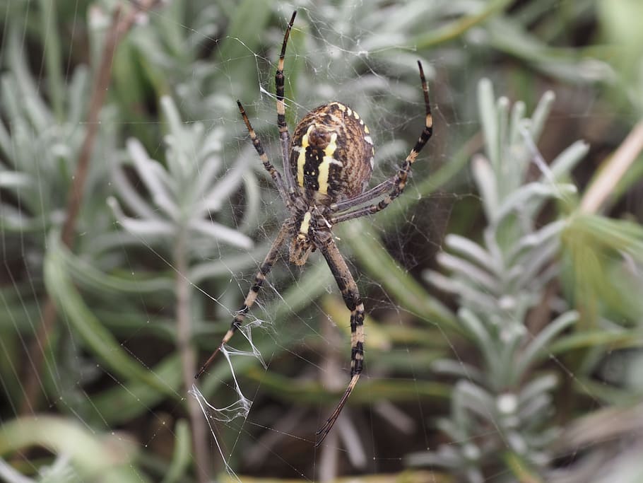spider, network, cobweb, wasp spider, nature, cobwebs, spin threads HD wallpaper