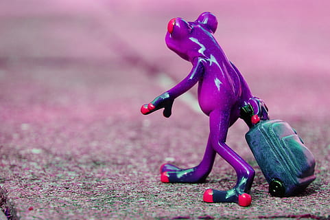 frog-farewell-travel-luggage-holdall-go-away-thumbnail.jpg