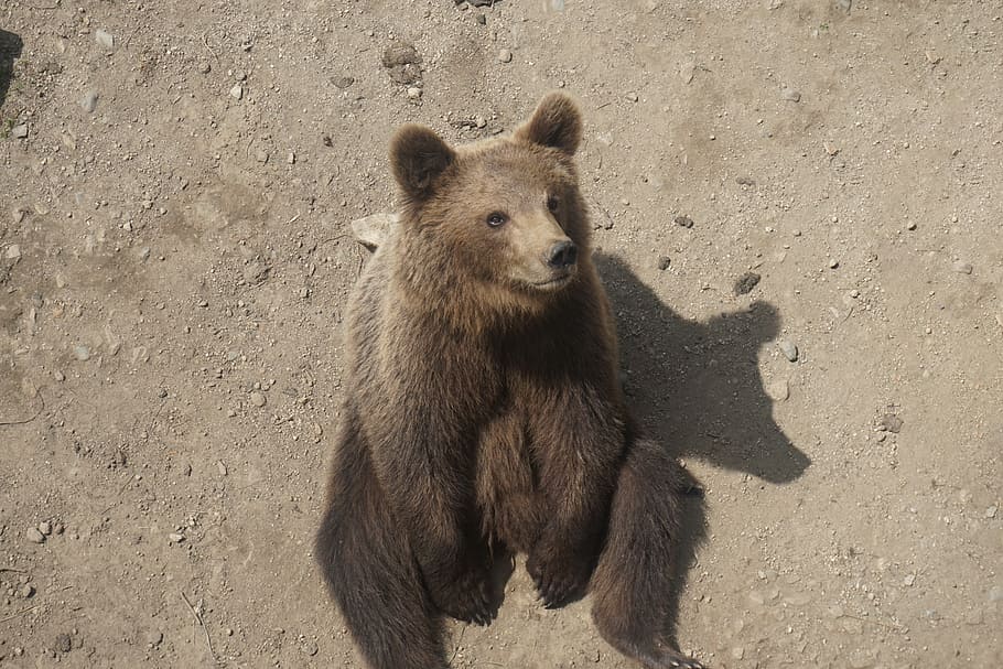 brown bear sitting on ground ], dirt, fur, animal wildlife HD wallpaper