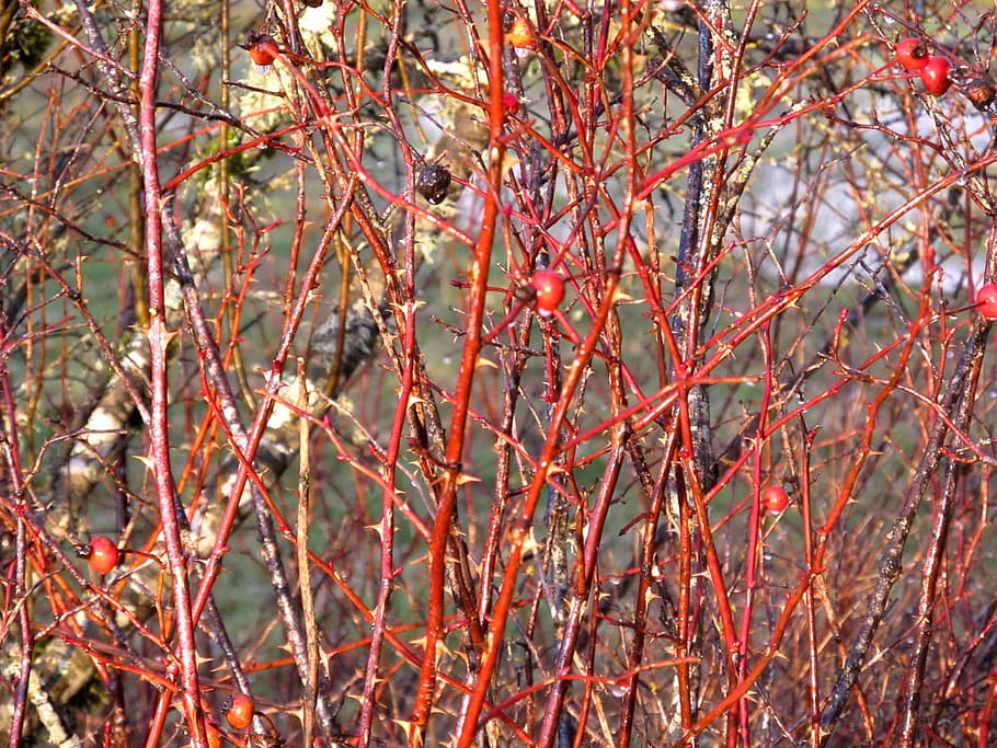 Thorns, Berries, Plants, Background, red, ripe, bush, autumn HD wallpaper