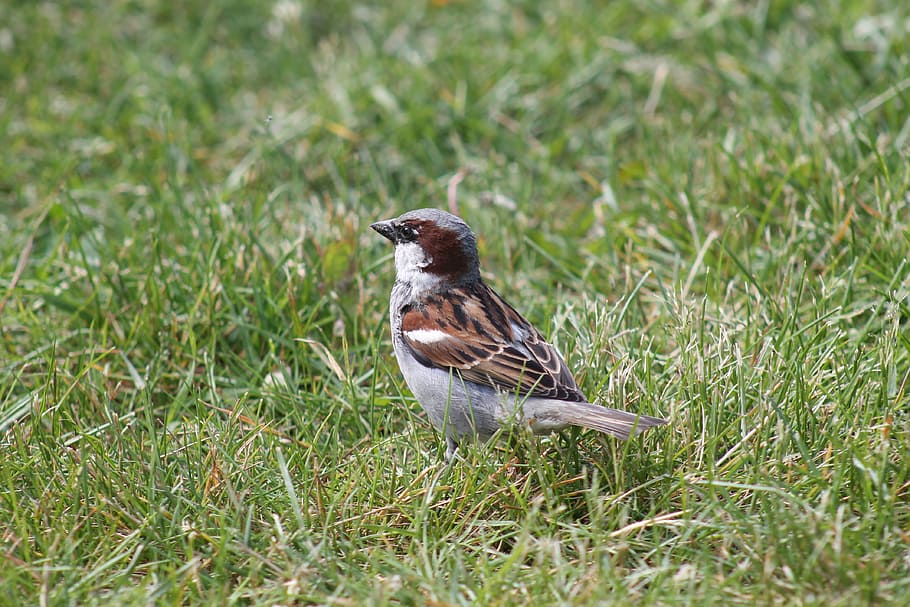 sparrow, bird, bill, feather, animal, animal world, bird feather HD wallpaper
