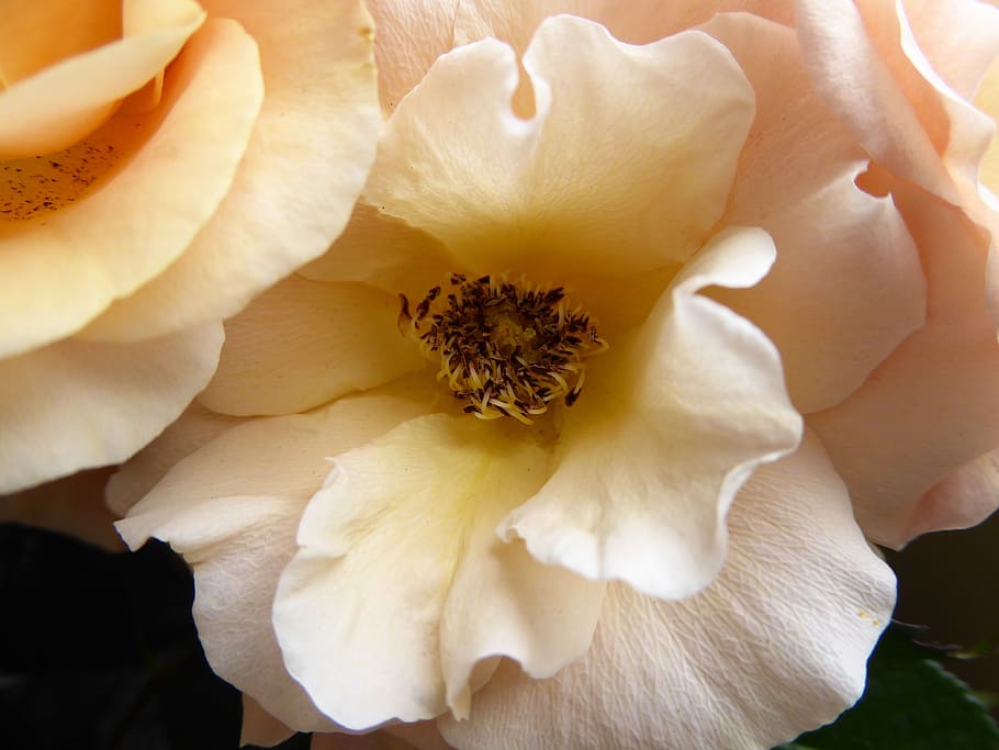 blossom, bloom, rose, close, blossomed, pink, floribunda, bright HD wallpaper