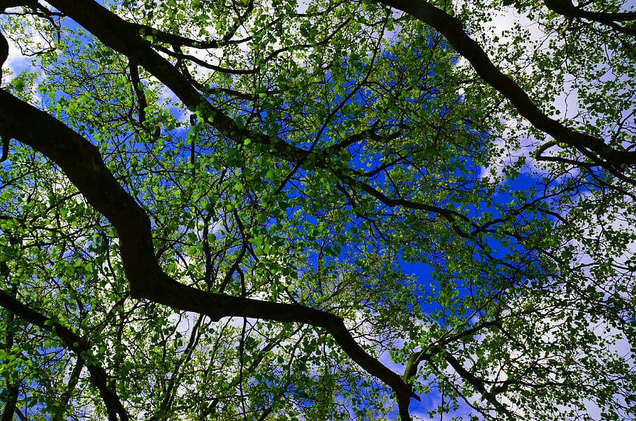 Trees, Sky, Landscape, Nature, Summer, forest, outdoor, branch HD wallpaper