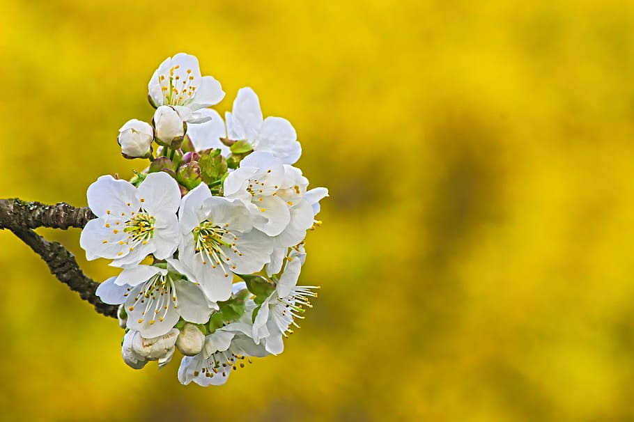 cherry blossom, yellow, nature, spring, garden, plant, summer HD wallpaper