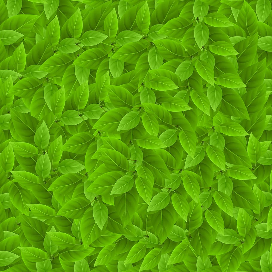 green leaf digital wallpaper, pattern, plant, background sheets HD wallpaper