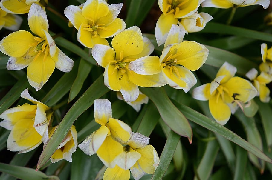 lily, spring, nature, flowers, tulips, plant, flora, bracts HD wallpaper