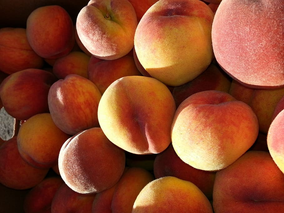 peaches, fruit, tree-ripened, nature, harvest, velvet, food HD wallpaper