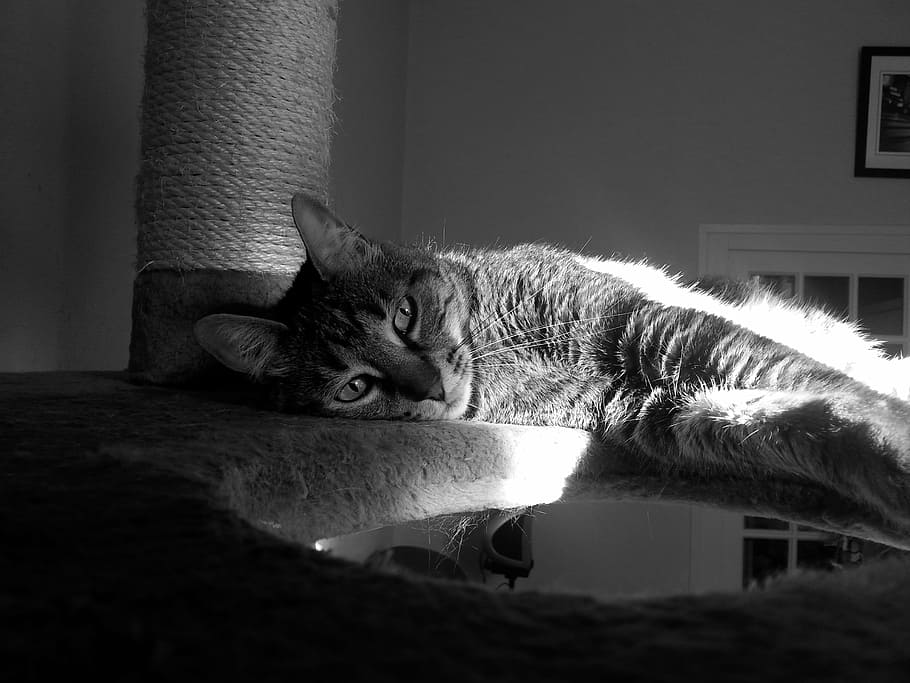 cat, look, pets, eyes, feline, chiaroscuro, domestic, domestic cat HD wallpaper