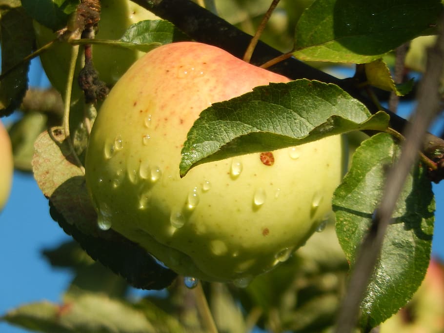 apple, garden, nature, growth, close-up, plant, drop, water HD wallpaper