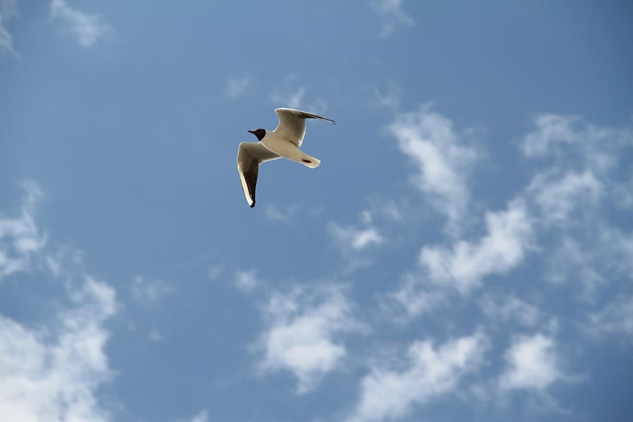 Seagull, Bird, Flight, flying, one animal, sky, animal themes HD wallpaper