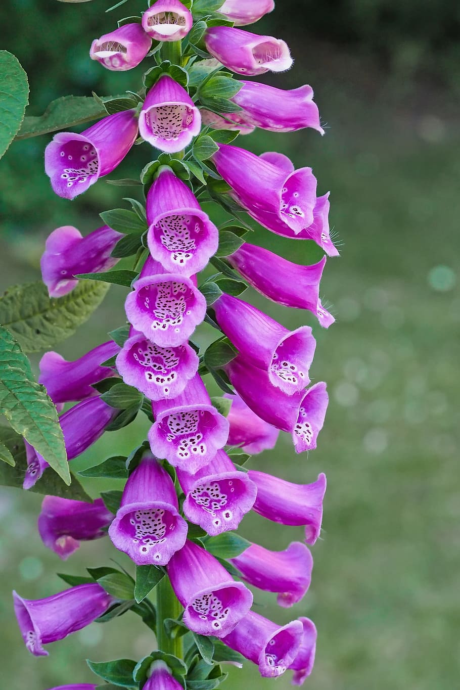 purple bell flowers, thimble, common foxglove, digitalis purpurea, HD wallpaper