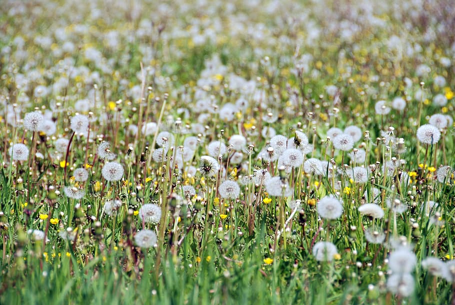 dandelion, spring, field, flowers, green, sunny, country, plant HD wallpaper