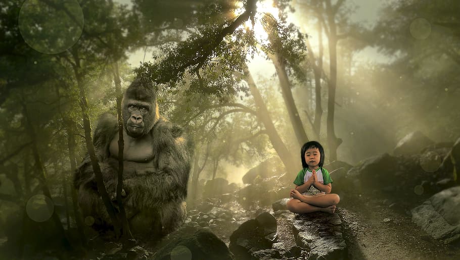 toddler praying on rock and black Gorilla on rack in forest with sun rays HD wallpaper