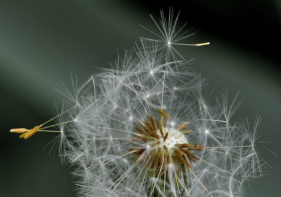 selective photography of plant, dandelion, blowball, seeds, wind