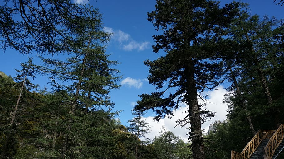 Tree, Wood, Woods, Virgin Forest, natural beauty, sky, pine tree HD wallpaper