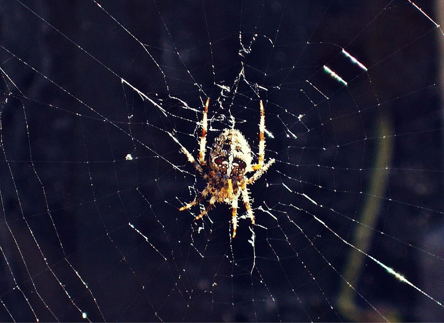 spider, crusader, web, spider web, invertebrate, animal themes HD wallpaper