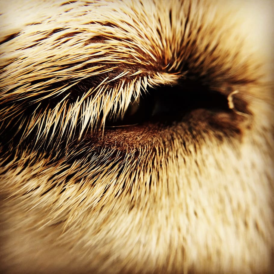 eye, dog, close, one animal, close-up, animal body part, mammal HD wallpaper