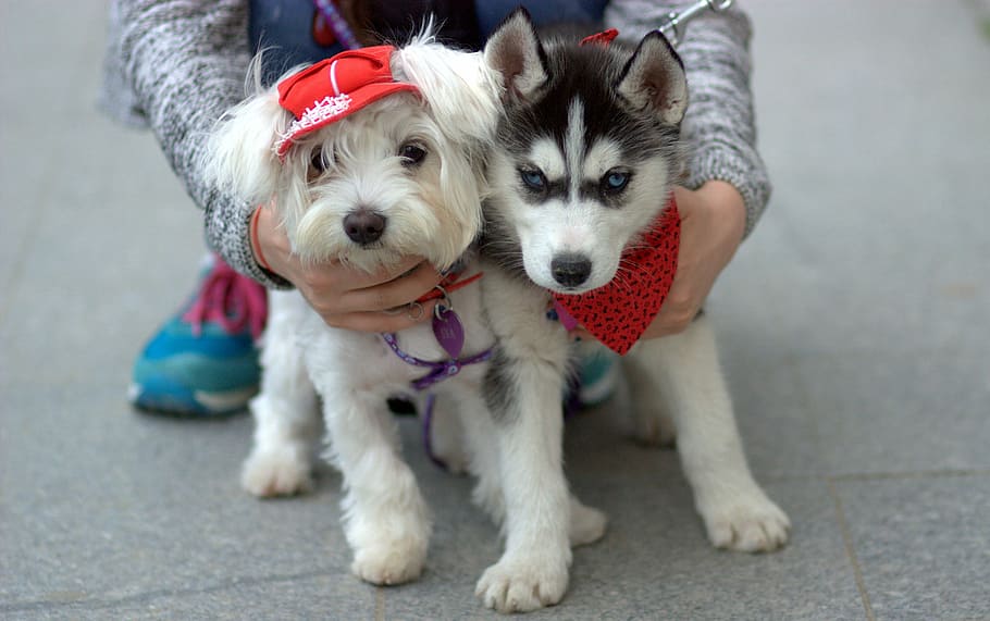 dog, husky, bichon, pair, white, cap, cute, domestic, canine HD wallpaper