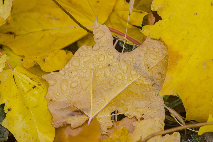 drops, rosa, sheet, leaves, nature, drops of water, green, raindrops HD wallpaper