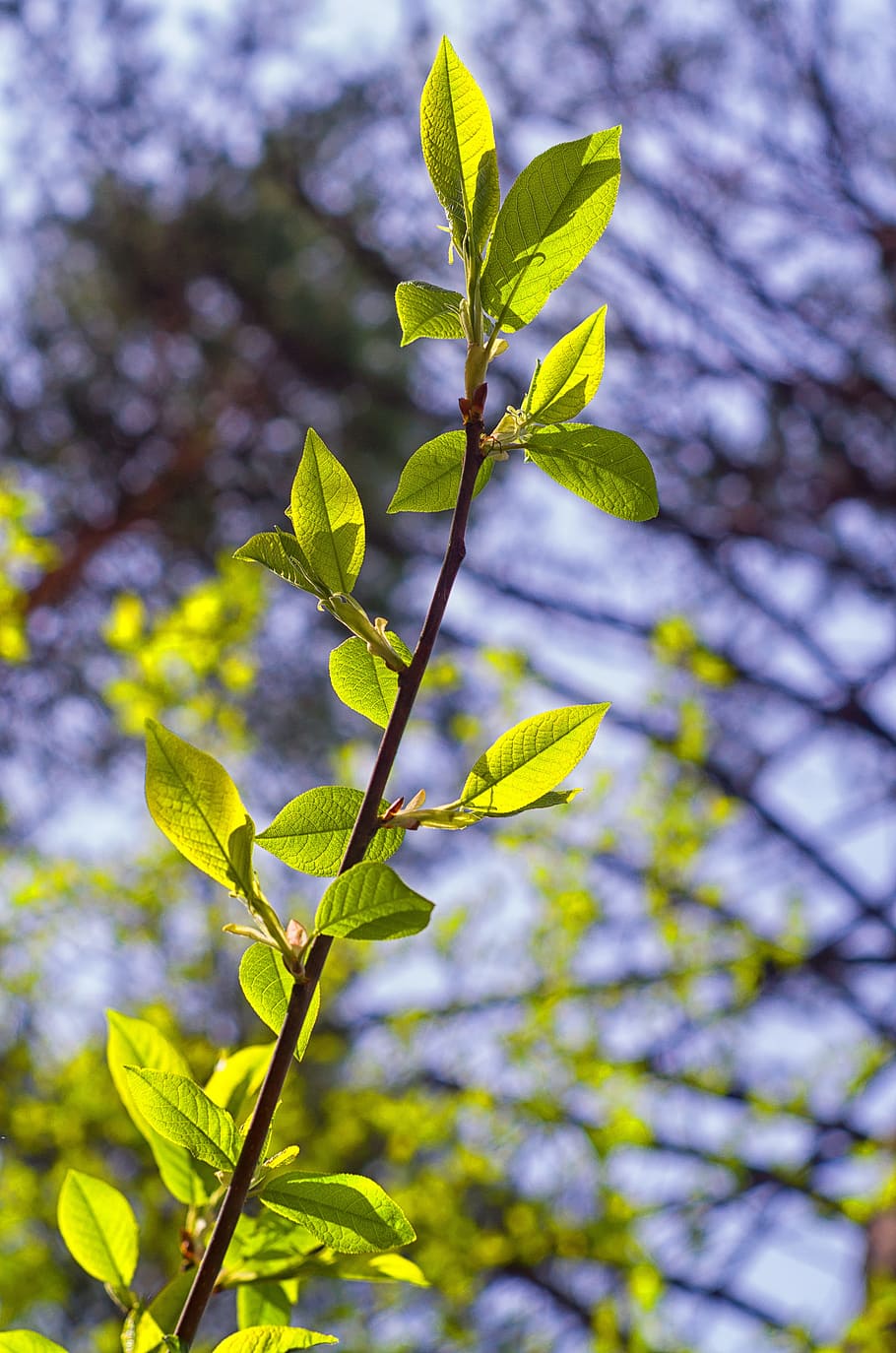 spring, green, forest, tree, branch, rostock, green leaves HD wallpaper