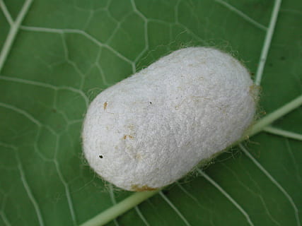 silkworm, cocoon, insect, nature, texture, raw, moth, close-up HD wallpaper