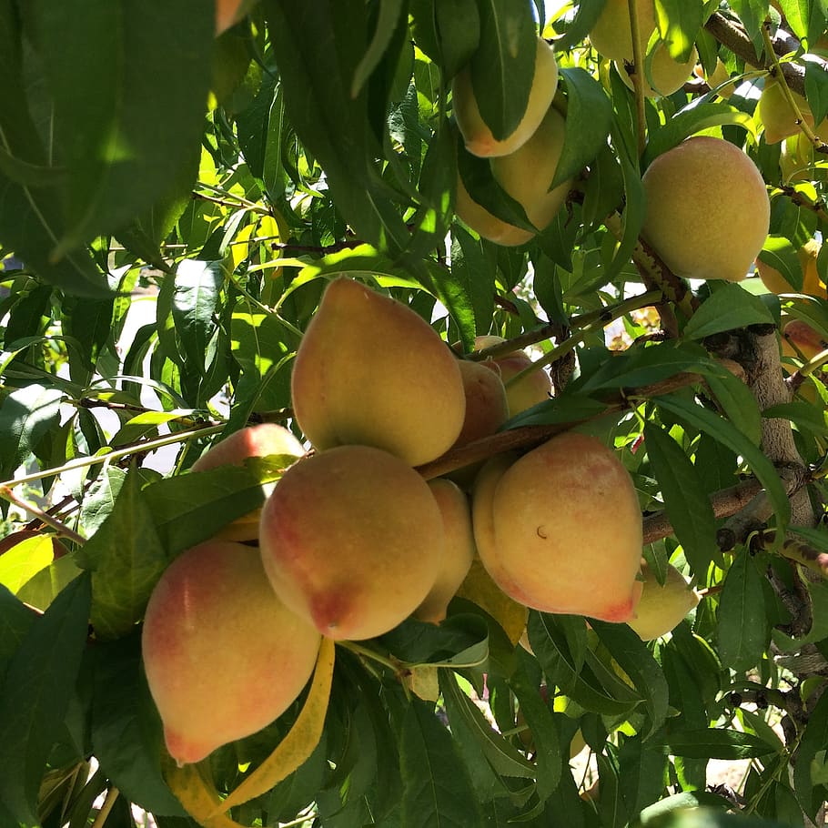peaches, peach tree, fruit tree, healthy eating, food and drink HD wallpaper