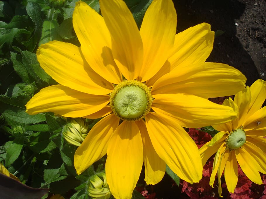 flower, yellow, nature, flowering plant, beauty in nature, petal HD wallpaper