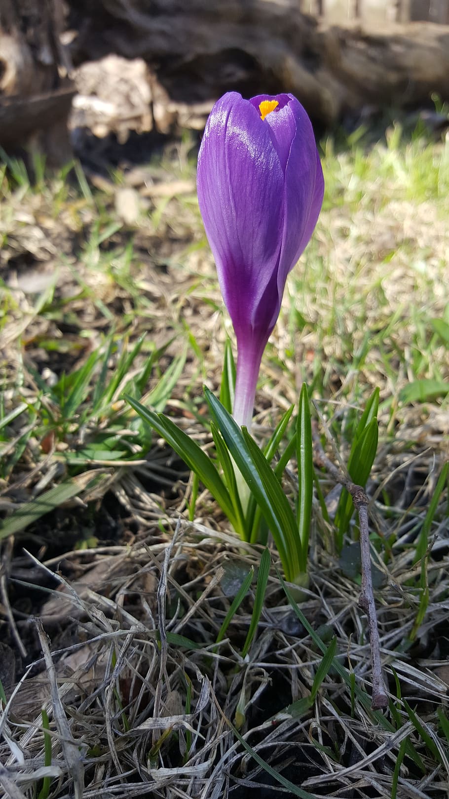 crocus, spring flower, purple flower, plant, flowering plant HD wallpaper