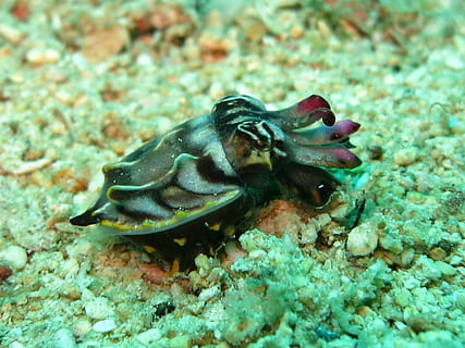 black and brown sea creature, flamboyant cuttlefish, cephalopod HD wallpaper