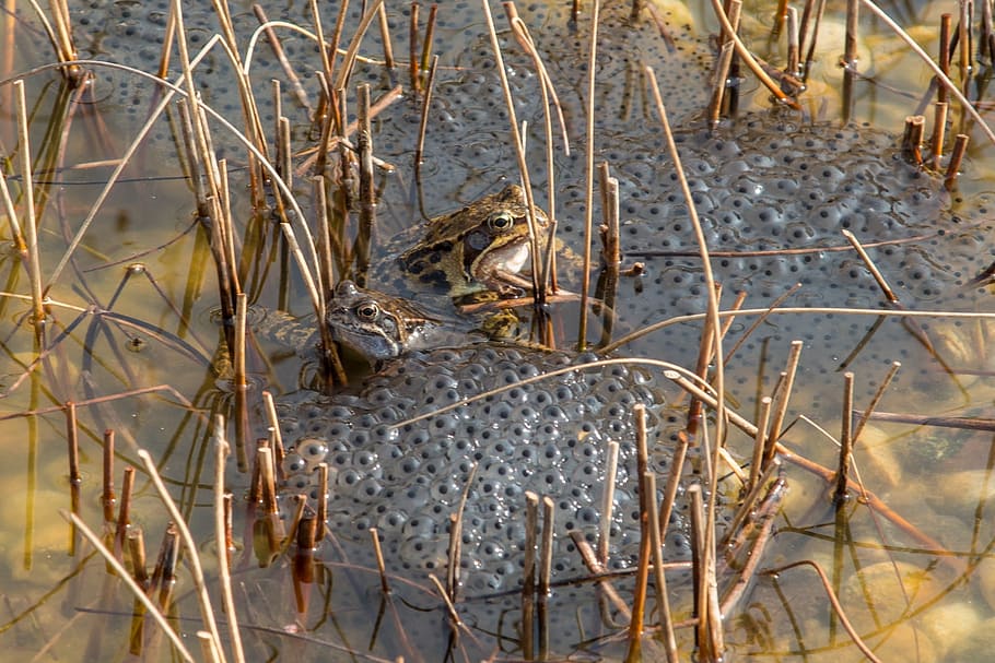 Nature, Pond, Frog, Frogs, Spawn, frog spawn, reed, water, day HD wallpaper