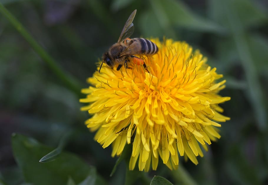 dandelion, bee, yellow, pollination, insecta, flower, nature HD wallpaper
