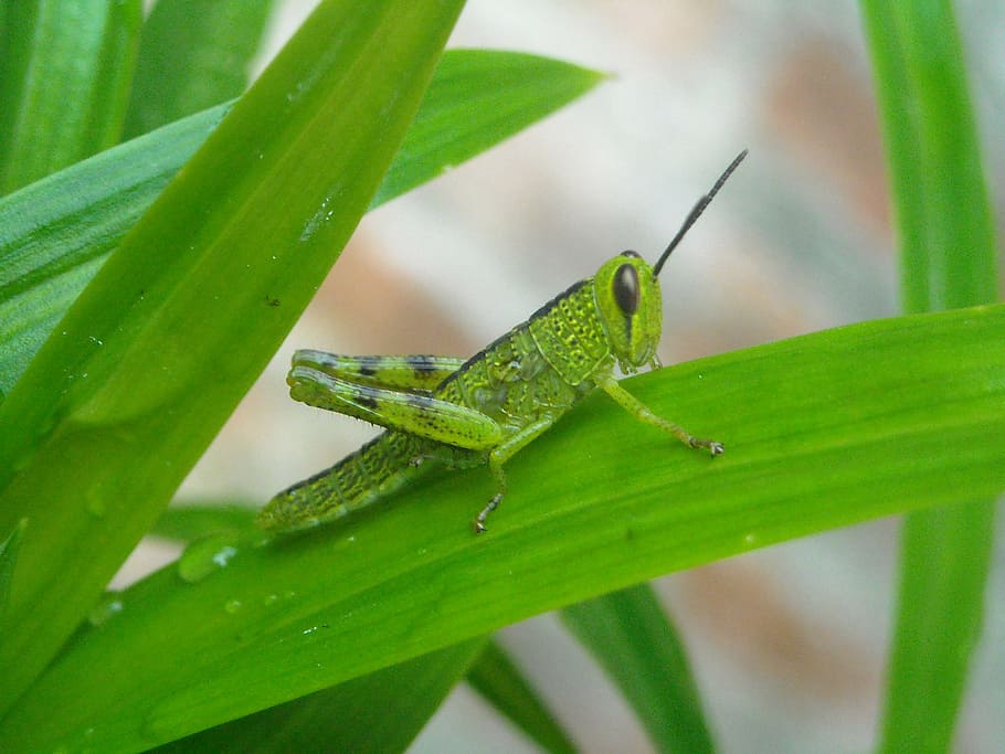 grasshopper, leaf, pandan, green, animal themes, green color HD wallpaper